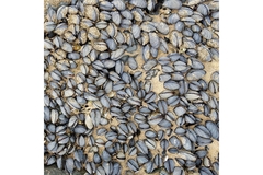 Mussels at the beach.